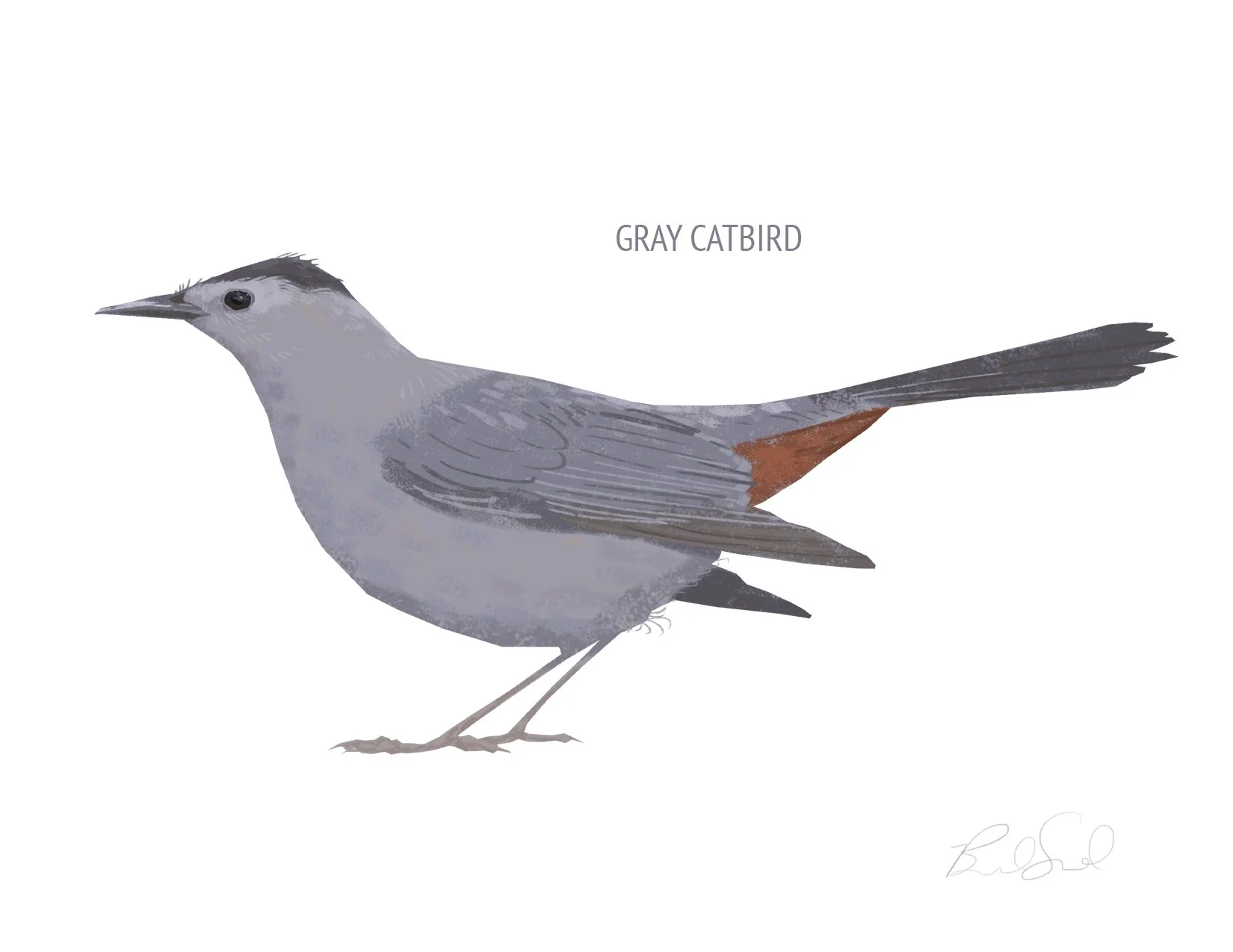 Blank Note Card Set, Backyard Birds Collection 5 — Brad Sneed